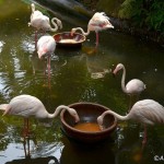 پارک پرندگان لنکاوی یا لنکاوی پرنده بهشت ​​(Langkawi Bird Paradise) یک پارک پنج هکتاری در امتداد خیابان آیر هَنگت (Jalan Ayer Hangat) است.