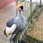 پارک پرندگان لنکاوی یا لنکاوی پرنده بهشت ​​(Langkawi Bird Paradise) یک پارک پنج هکتاری در امتداد خیابان آیر هَنگت (Jalan Ayer Hangat) است.