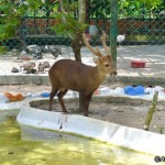 پارک پرندگان لنکاوی یا لنکاوی پرنده بهشت ​​(Langkawi Bird Paradise) یک پارک پنج هکتاری در امتداد خیابان آیر هَنگت (Jalan Ayer Hangat) است.
