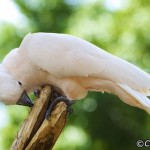 پارک پرندگان لنکاوی یا لنکاوی پرنده بهشت ​​(Langkawi Bird Paradise) یک پارک پنج هکتاری در امتداد خیابان آیر هَنگت (Jalan Ayer Hangat) است.