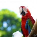 پارک پرندگان لنکاوی یا لنکاوی پرنده بهشت ​​(Langkawi Bird Paradise) یک پارک پنج هکتاری در امتداد خیابان آیر هَنگت (Jalan Ayer Hangat) است.