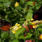 بلندی های کامرون یا کامرون هایلند (Cameron Highlands) يکي از پهناورترين موقعيت های تپه ای در مالزی است