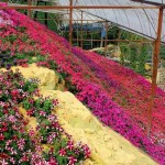 بلندی های کامرون یا کامرون هایلند (Cameron Highlands) يکي از پهناورترين موقعيت های تپه ای در مالزی است