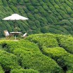 بلندی های کامرون یا کامرون هایلند (Cameron Highlands) يکي از پهناورترين موقعيت های تپه ای در مالزی است