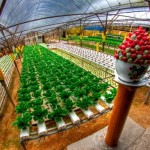 بلندی های کامرون یا کامرون هایلند (Cameron Highlands) يکي از پهناورترين موقعيت های تپه ای در مالزی است