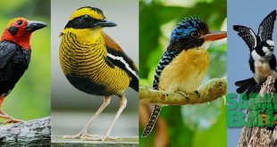 جشنواره پرنده جزیره بورنئو در اکتبر 2015 در جنگل های بارانی اکتشافی مرکز سانداکان (Rainforest Discovery Center Sandakan) برگزار می شود .