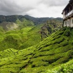 بلندی های کامرون یا کامرون هایلند (Cameron Highlands) يکي از پهناورترين موقعيت های تپه ای در مالزی است
