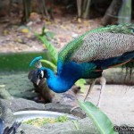 پارک آبی سان وی لاگون (Sunway Lagoon) پارک آبی و تفریحی در سوبانگ جایا (Subang Jaya) ، سلانگور ، مالزی واقع شده است .