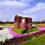 باغ گل شگفت انگیز دبی (Dubai Miracle Garden) واقع دبی لند (Dubailand) در نزدیکی مزارع عربستان و در روز ولنتاین بازگشایی شد.