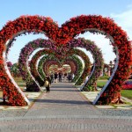 باغ گل شگفت انگیز دبی (Dubai Miracle Garden) واقع دبی لند (Dubailand) در نزدیکی مزارع عربستان و در روز ولنتاین بازگشایی شد.