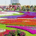 باغ گل شگفت انگیز دبی (Dubai Miracle Garden) واقع دبی لند (Dubailand) در نزدیکی مزارع عربستان و در روز ولنتاین بازگشایی شد.