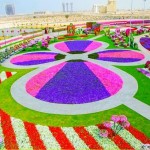 باغ گل شگفت انگیز دبی (Dubai Miracle Garden) واقع دبی لند (Dubailand) در نزدیکی مزارع عربستان و در روز ولنتاین بازگشایی شد.