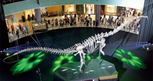 اسکلت دایناسور در سال 2008 در معدن دانا در وایومینگ ایالات متحده (Dana Quarry in Wyoming, USA) کشف شد و امروزه روی این صحنه نمایش در بازار دبی یا دبی مال (Dubai Mall) است