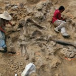 اسکلت دایناسور در سال 2008 در معدن دانا در وایومینگ ایالات متحده (Dana Quarry in Wyoming, USA) کشف شد و امروزه روی این صحنه نمایش در بازار دبی یا دبی مال (Dubai Mall) است